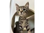 Adopt Leonard a Domestic Short Hair, Tabby