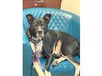 Adopt Mack a Border Collie, Dalmatian