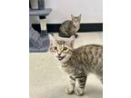 Adopt Burt a Domestic Short Hair, Tabby