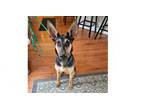 Adopt Berkley a German Shepherd Dog, Hound
