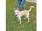 Adopt Bo a Klee Kai, Husky