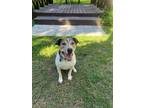 Adopt Dodger a Hound, Labrador Retriever