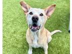 Adopt WESLEY a Labrador Retriever, Mixed Breed