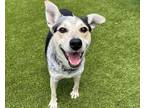 Adopt RAISIN a Australian Cattle Dog / Blue Heeler, Mixed Breed