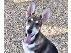 Adopt PHOENIX a German Shepherd Dog, Husky