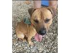 Adopt milo #229 a Pit Bull Terrier