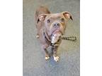 Adopt PILOT a Boxer, Mixed Breed