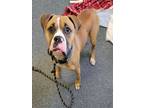 Adopt ADMIRAL a Boxer, Pit Bull Terrier