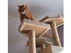 Adopt Tate (TSNP) a Domestic Short Hair, Tabby