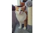 Adopt Wyatt a Domestic Short Hair, Tabby