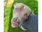 Adopt Bart a Pit Bull Terrier