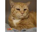 Adopt XFINITY a Domestic Short Hair