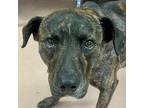 Adopt BERT a Mixed Breed