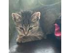 Penelope Domestic Shorthair Kitten Female