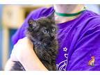 Sasha Domestic Mediumhair Kitten Female