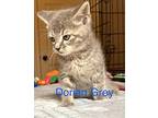 Dorian Grey Domestic Mediumhair Kitten Male