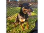 Sheba Doberman Pinscher Adult Female
