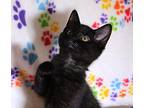 Nova Domestic Shorthair Kitten Female