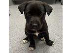 Faith Hill Mixed Breed (Medium) Puppy Female