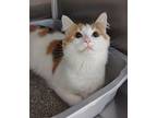 Pearl Domestic Mediumhair Adult Female
