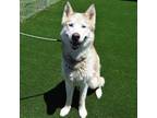 Adopt BUTTERSCOTCH a Siberian Husky, Mixed Breed