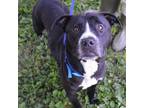 Adopt GOODBOY a Pit Bull Terrier, Mixed Breed