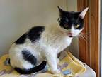 Jackie Domestic Shorthair Adult Female