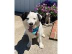 Oreo Border Collie Adult Female