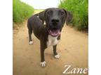 Adopt Zane a Labrador Retriever, Pit Bull Terrier