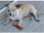 Twinkles Chihuahua Female