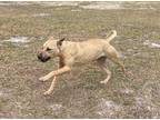 Francis American Bulldog Adult Female