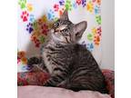Orion Domestic Shorthair Kitten Male