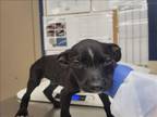 Adopt YURI a Presa Canario
