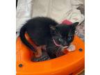 Jinx Kitten Domestic Mediumhair Kitten Male