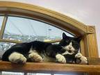 Pepe Domestic Shorthair Adult Male