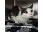Athea Domestic Shorthair Adult Female