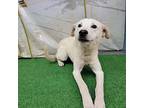 Cheesecake Labrador Retriever Young Male