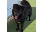 Adopt Obi a Newfoundland Dog