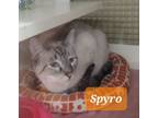 Adopt Spyro 8139 a Siamese, Domestic Short Hair