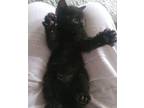 Clyde Domestic Mediumhair Kitten Male