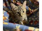 Flora Domestic Mediumhair Kitten Female