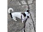 Stella Jack Russell Terrier Adult Female