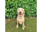 Dug Labrador Retriever Senior Male