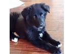 Rylan Great Pyrenees Puppy Female