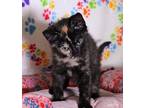Aurora Domestic Shorthair Kitten Female