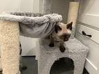 Arno Siamese Kitten Male