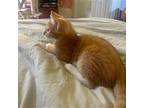 Collin Domestic Shorthair Kitten Male
