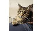 Presto Domestic Shorthair Adult Male