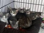Pat Domestic Shorthair Kitten Male