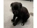 Garth Brooks Mixed Breed (Medium) Puppy Male